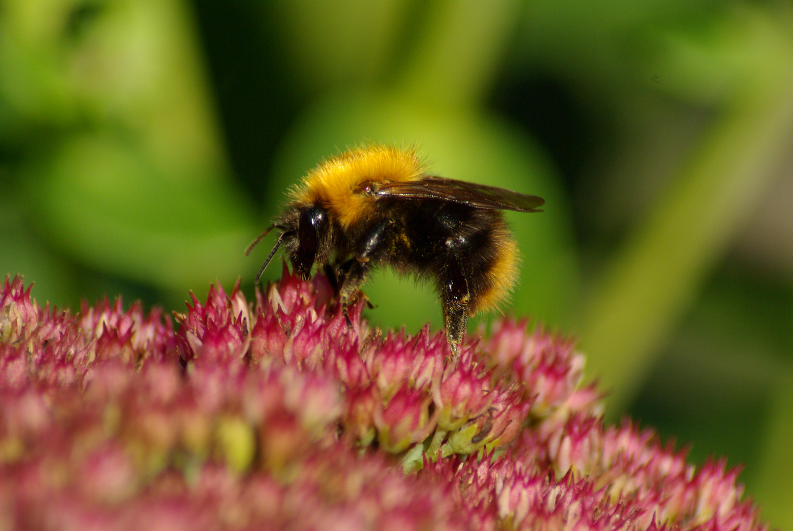 A Grazing Bee (( ;