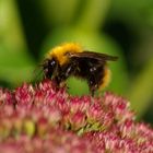 A Grazing Bee (( ;