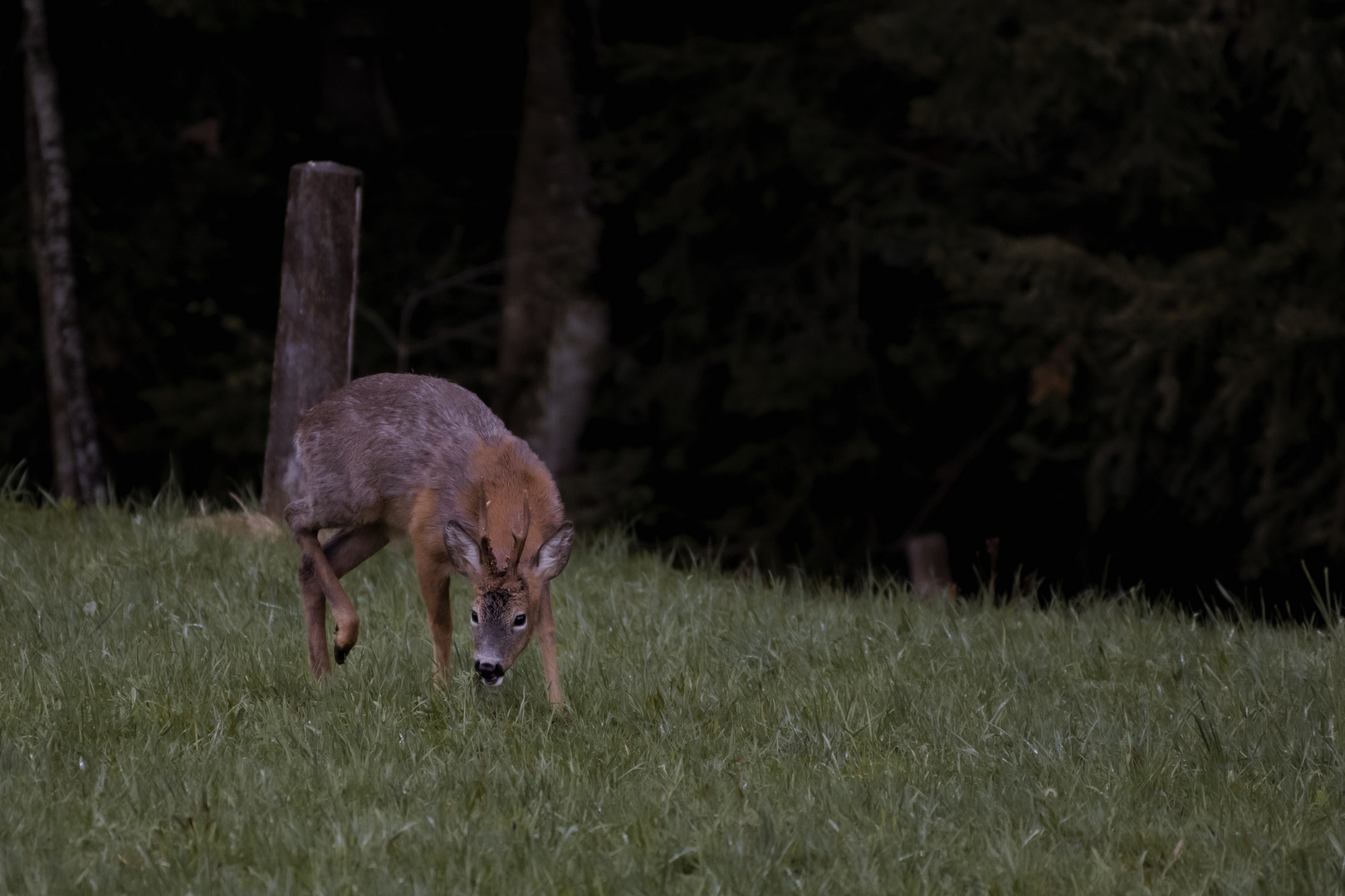 A grazing deer