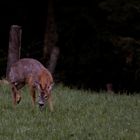 A grazing deer