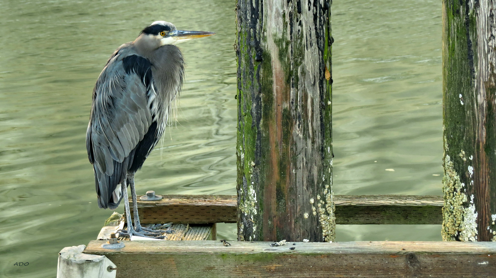 A Great Blue Heron