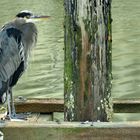 A Great Blue Heron