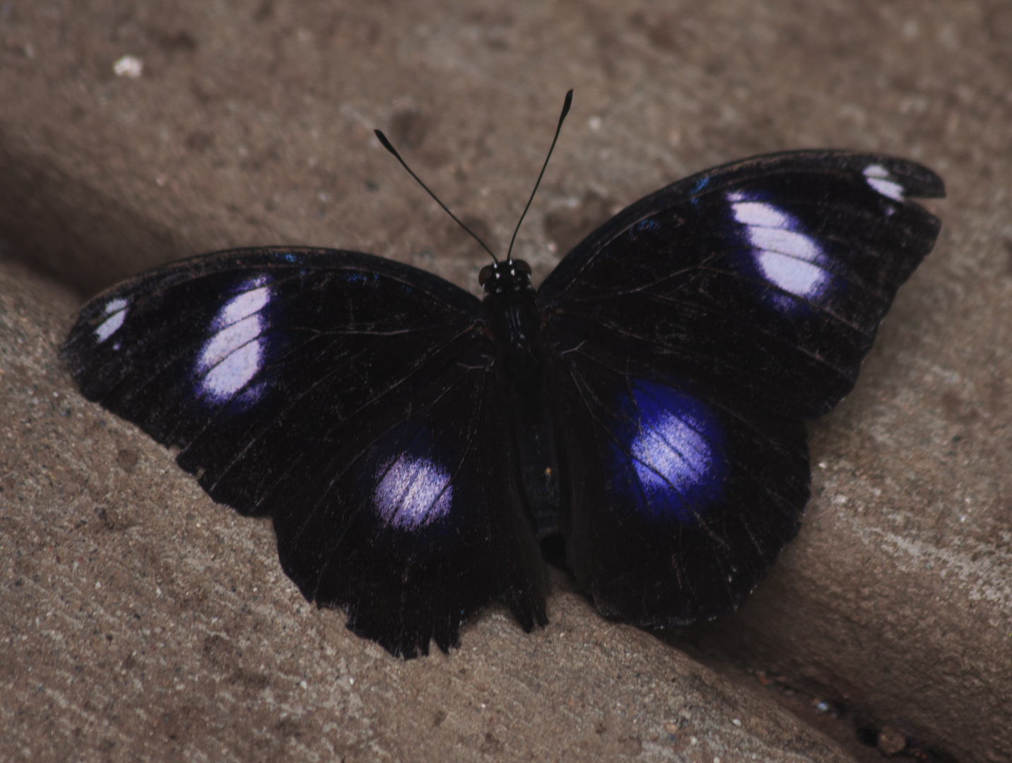 A Great Eggfly  (HypomInas bolina)