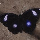 A Great Eggfly  (HypomInas bolina)