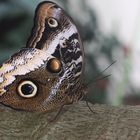 A Great Owl  (Caligo martia)