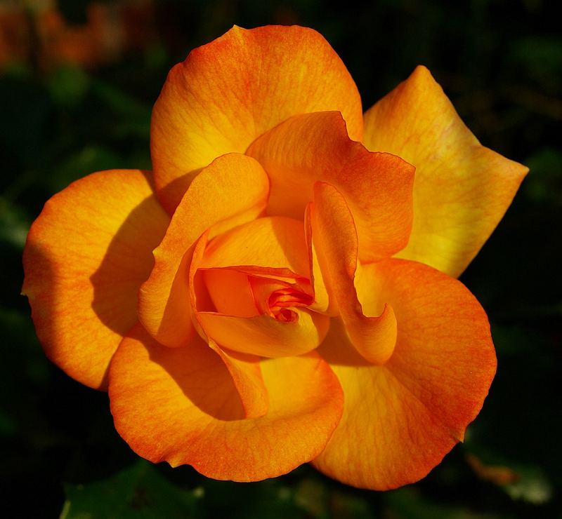 A Great Rose