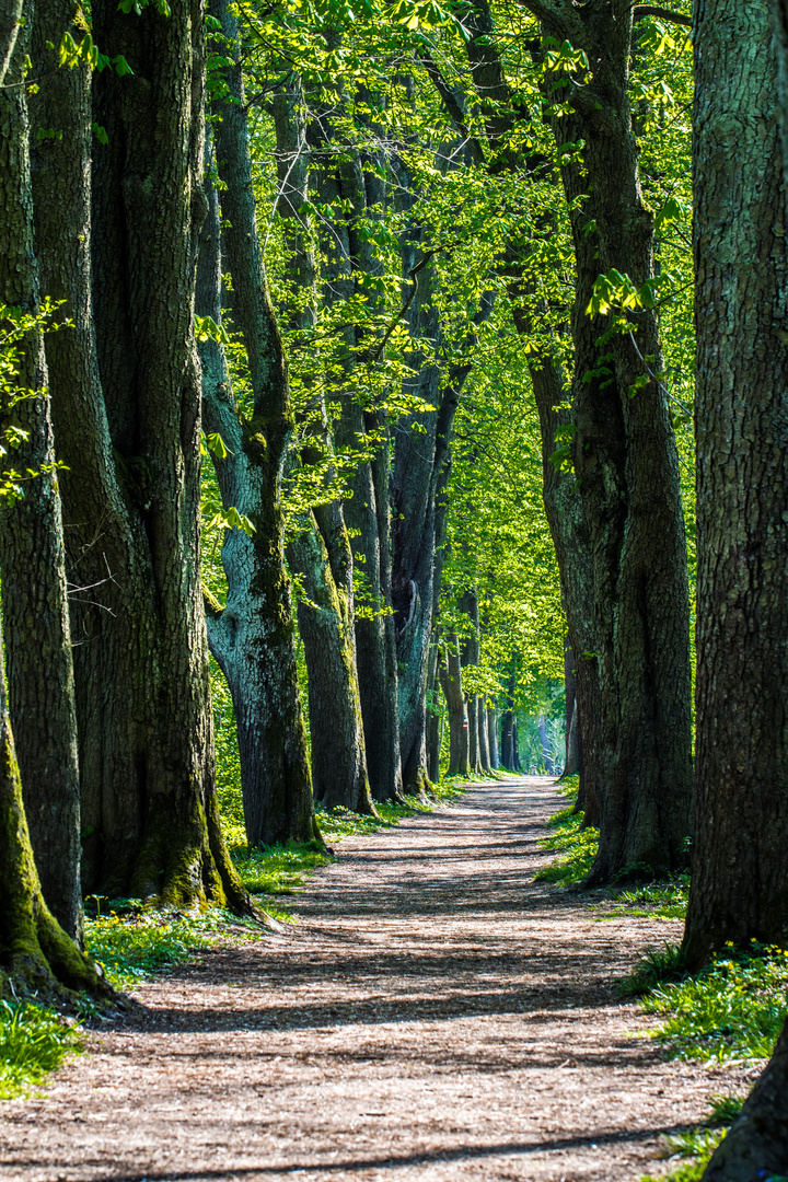 A green Path