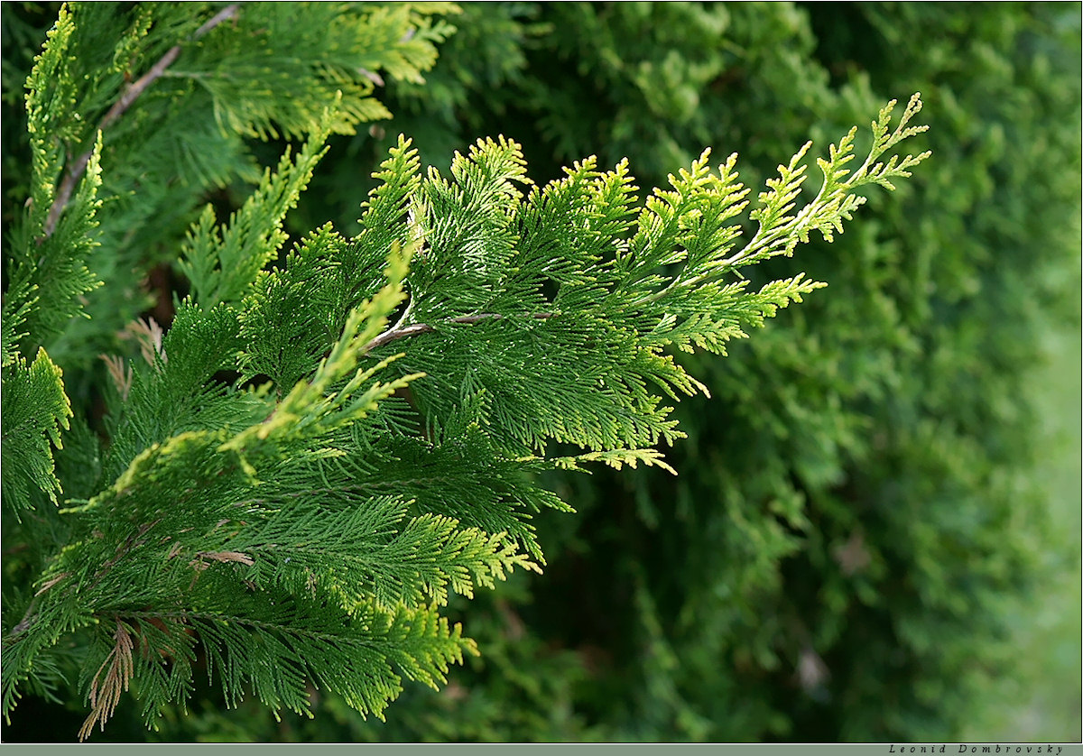 A green twig