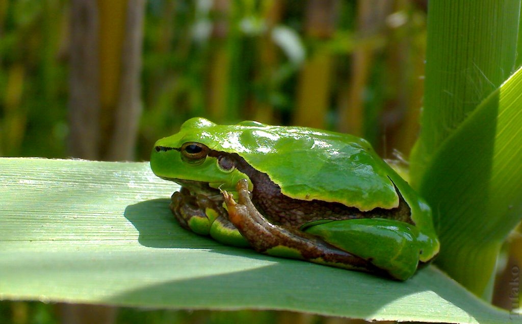 A green world's wise man