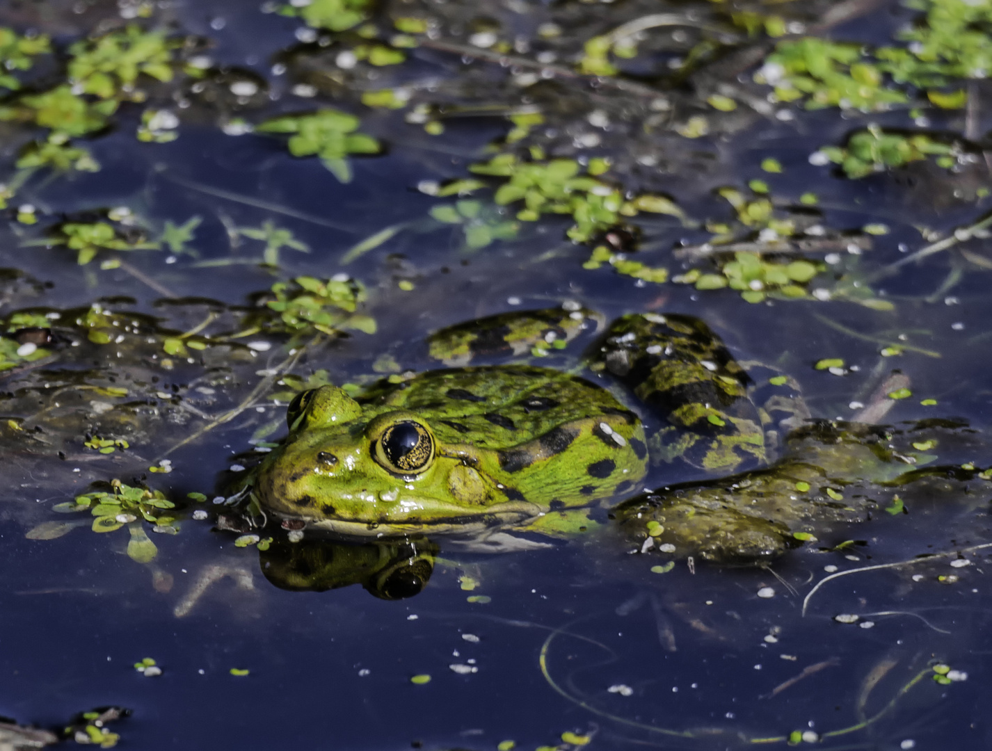 ça grenouille dans la mare