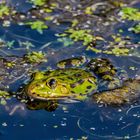 ça grenouille dans la mare