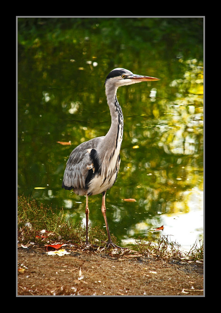 A grey heron