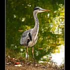 A grey heron