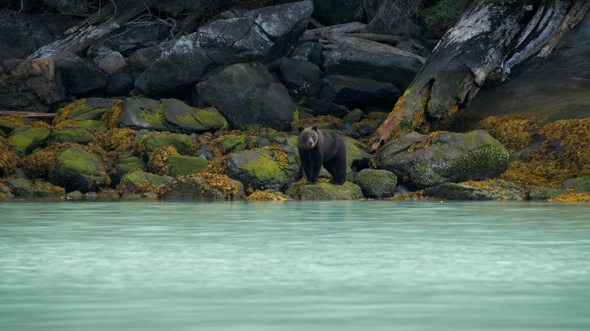 A grizzly on the beach