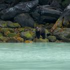 A grizzly on the beach