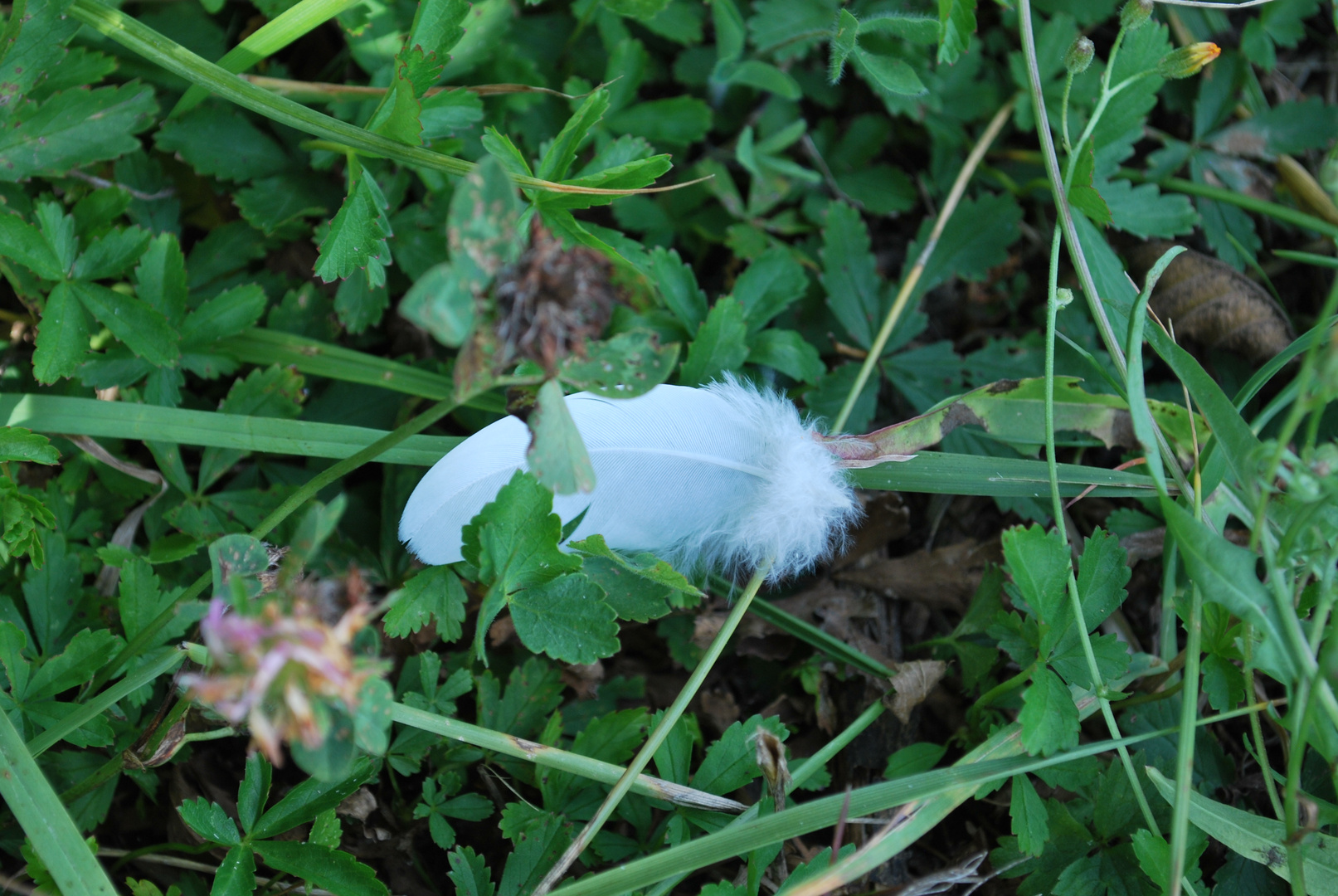 A grounded feather