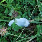 A grounded feather