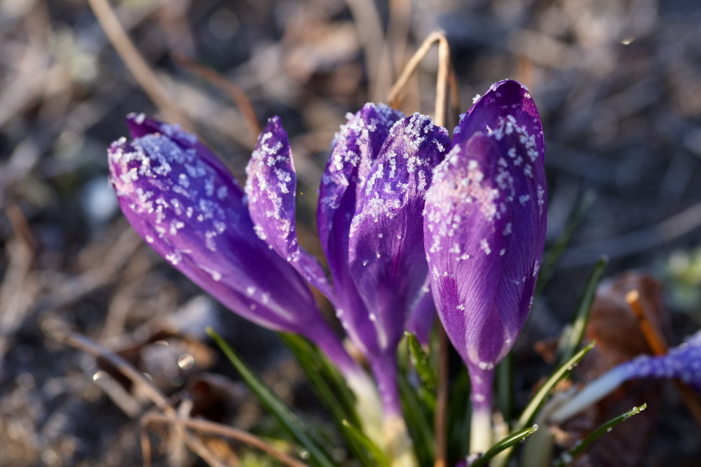 A group of croci