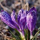 A group of croci