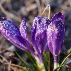 A group of croci