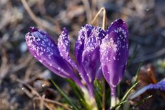A group of croci
