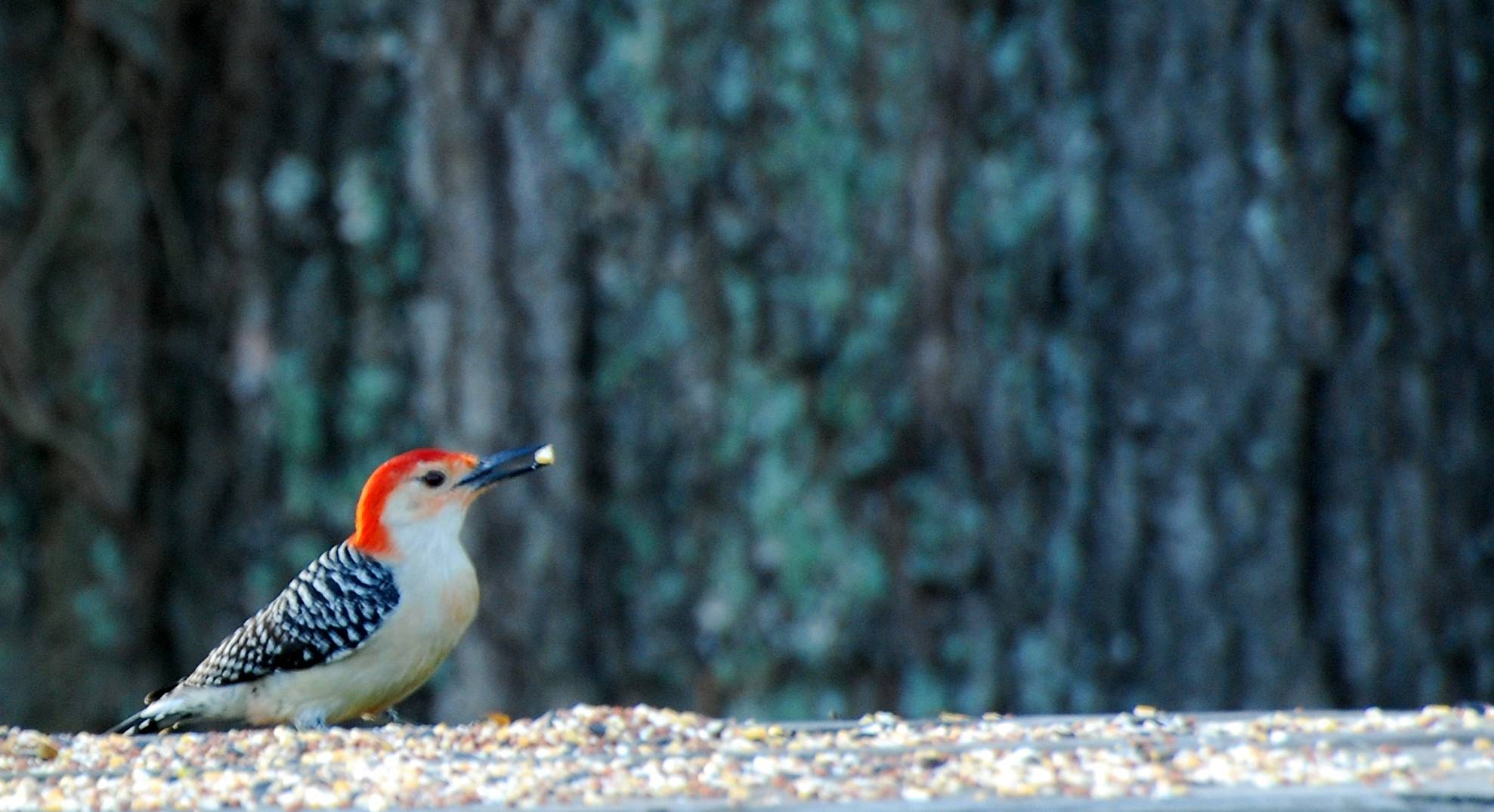 A Guest (Red Bellied Woodpecker. Male)