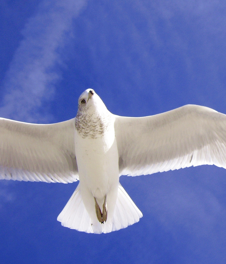 A Gull Eyeing Me