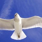 A Gull Eyeing Me