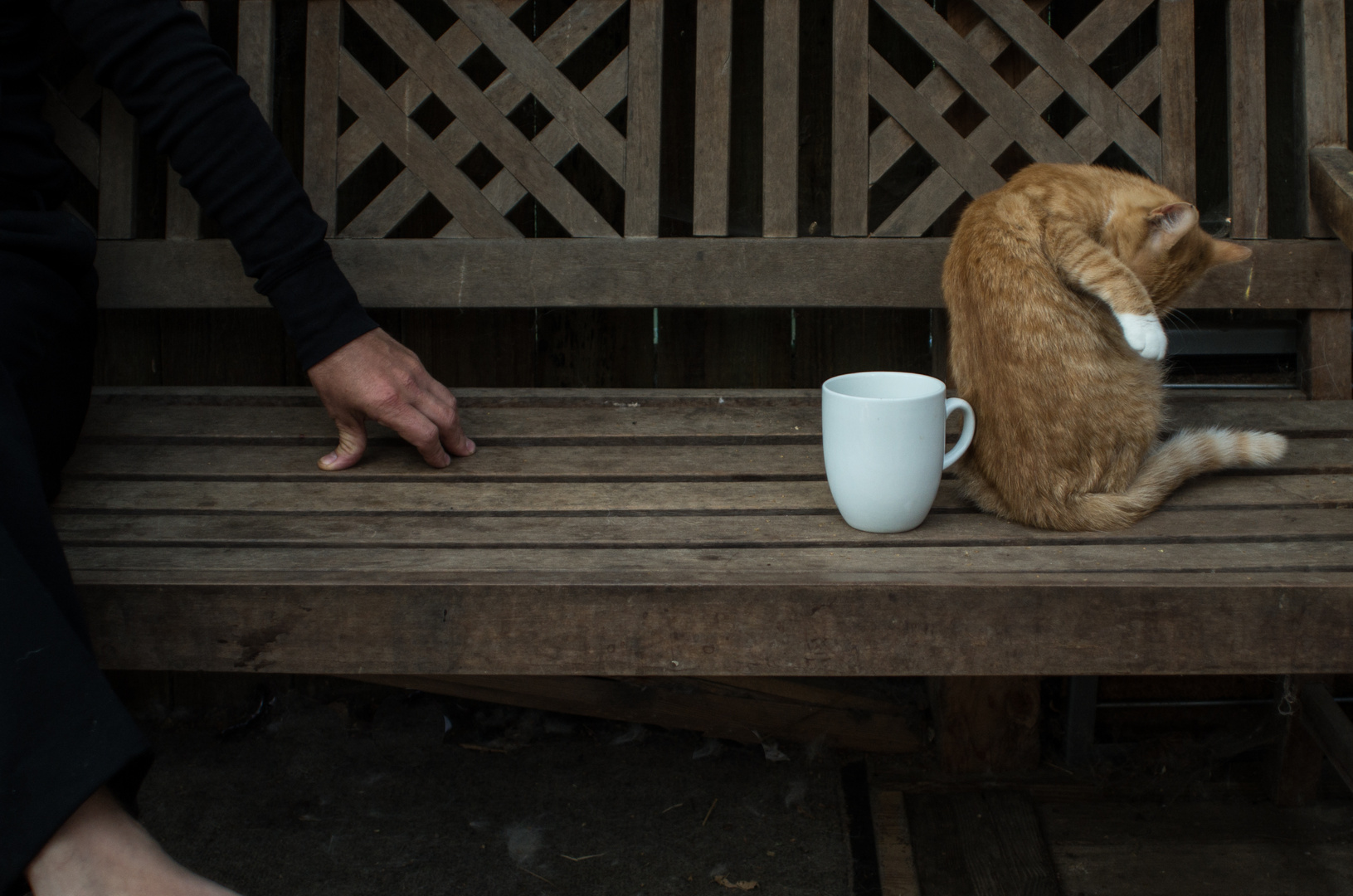 a hand, a cup and a cat