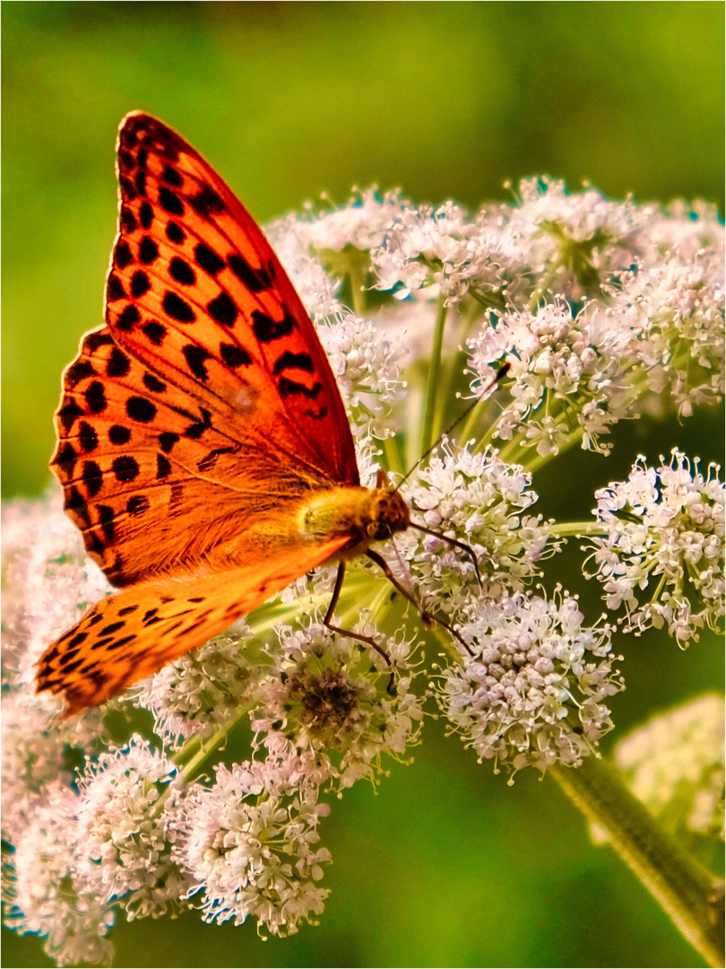 A happy butterfly.