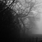 A Haunting Mist