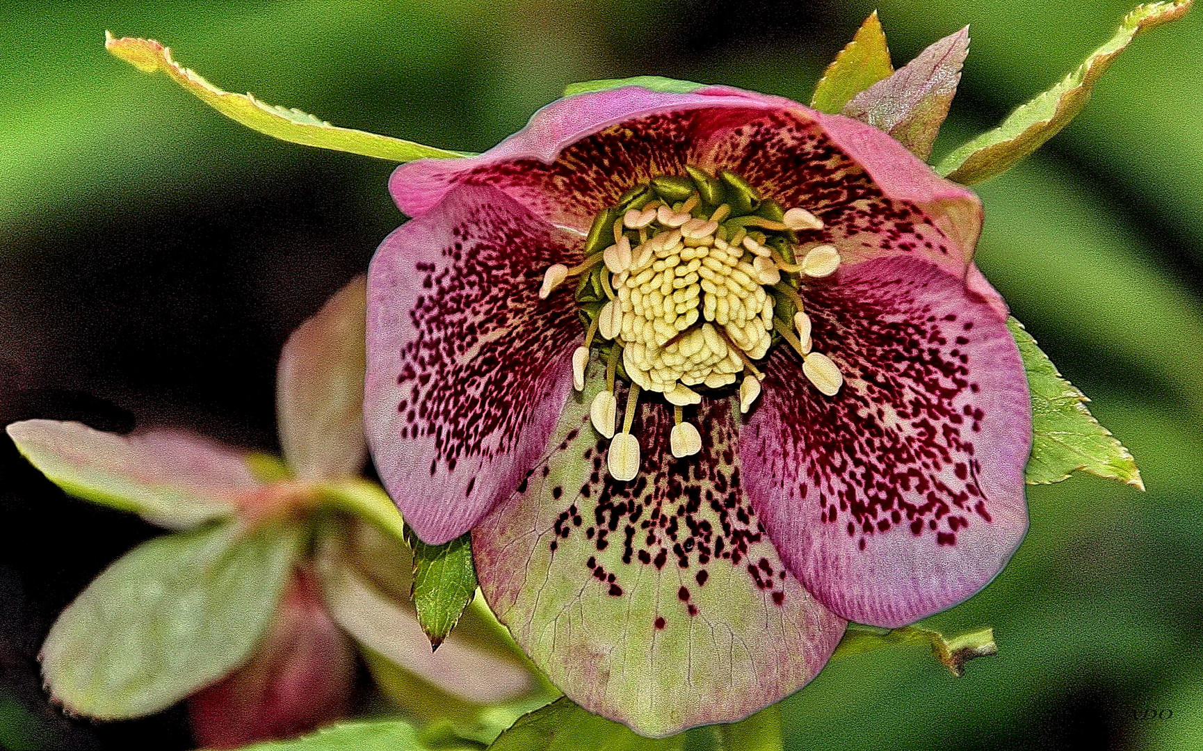 a Hellebore in February