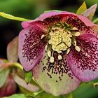 a Hellebore in February