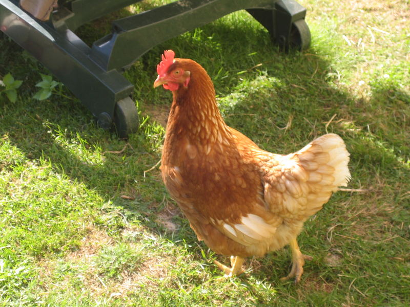 A hen