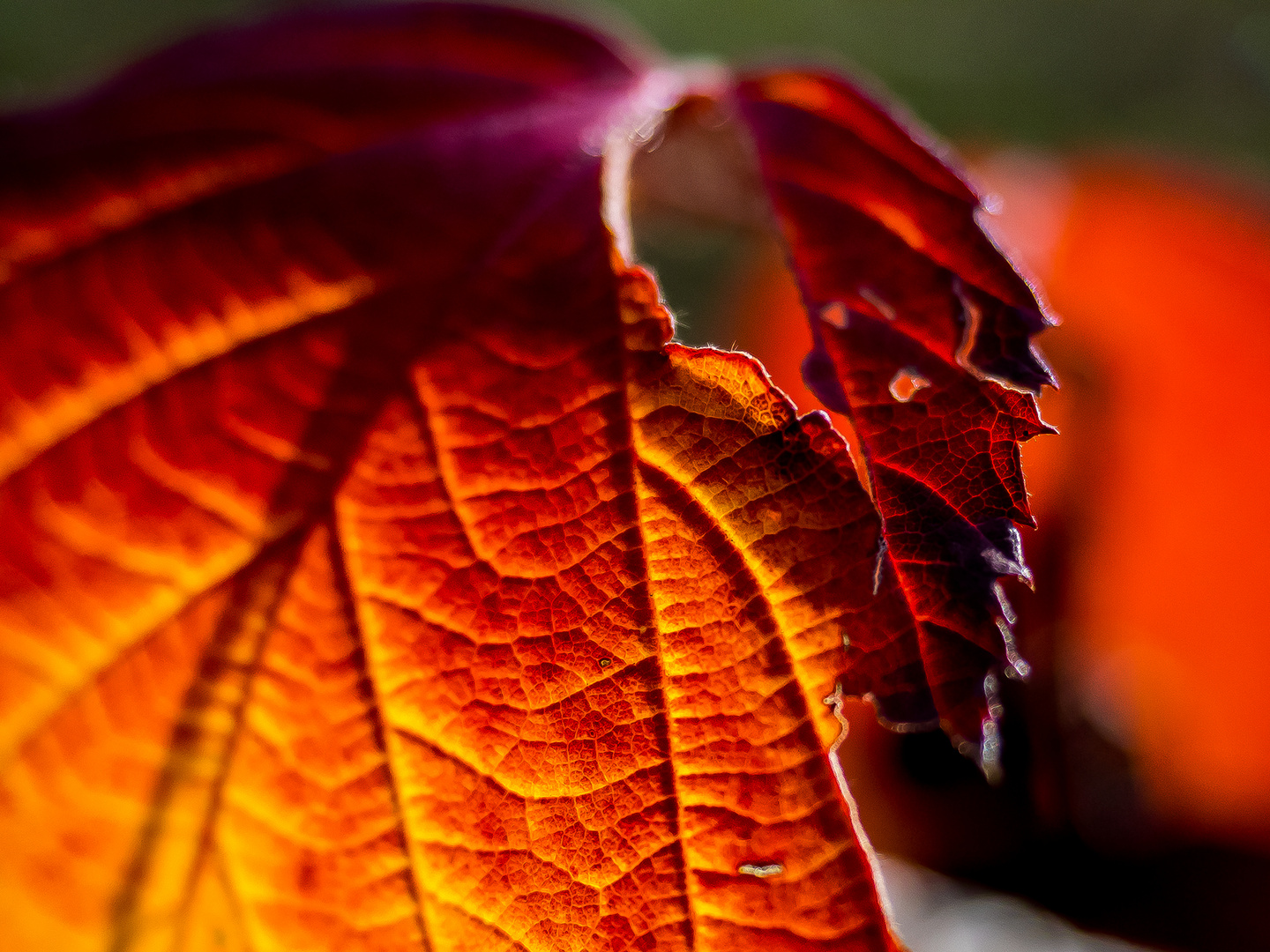 a Herbst-Blattl