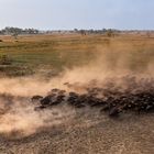 A herd of buffalo