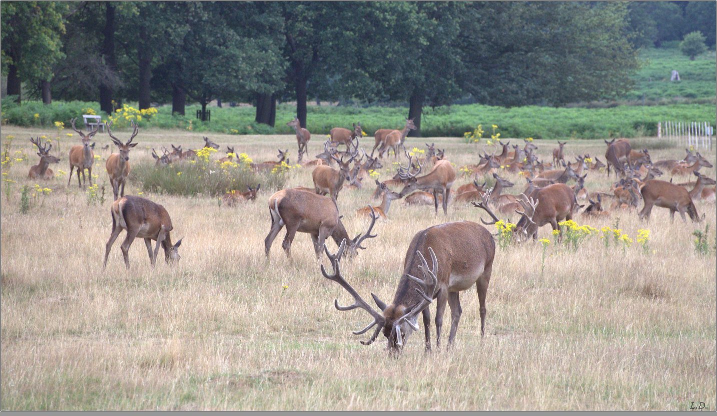 A herd of deer in Richmond Park