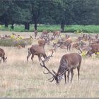 A herd of deer in Richmond Park
