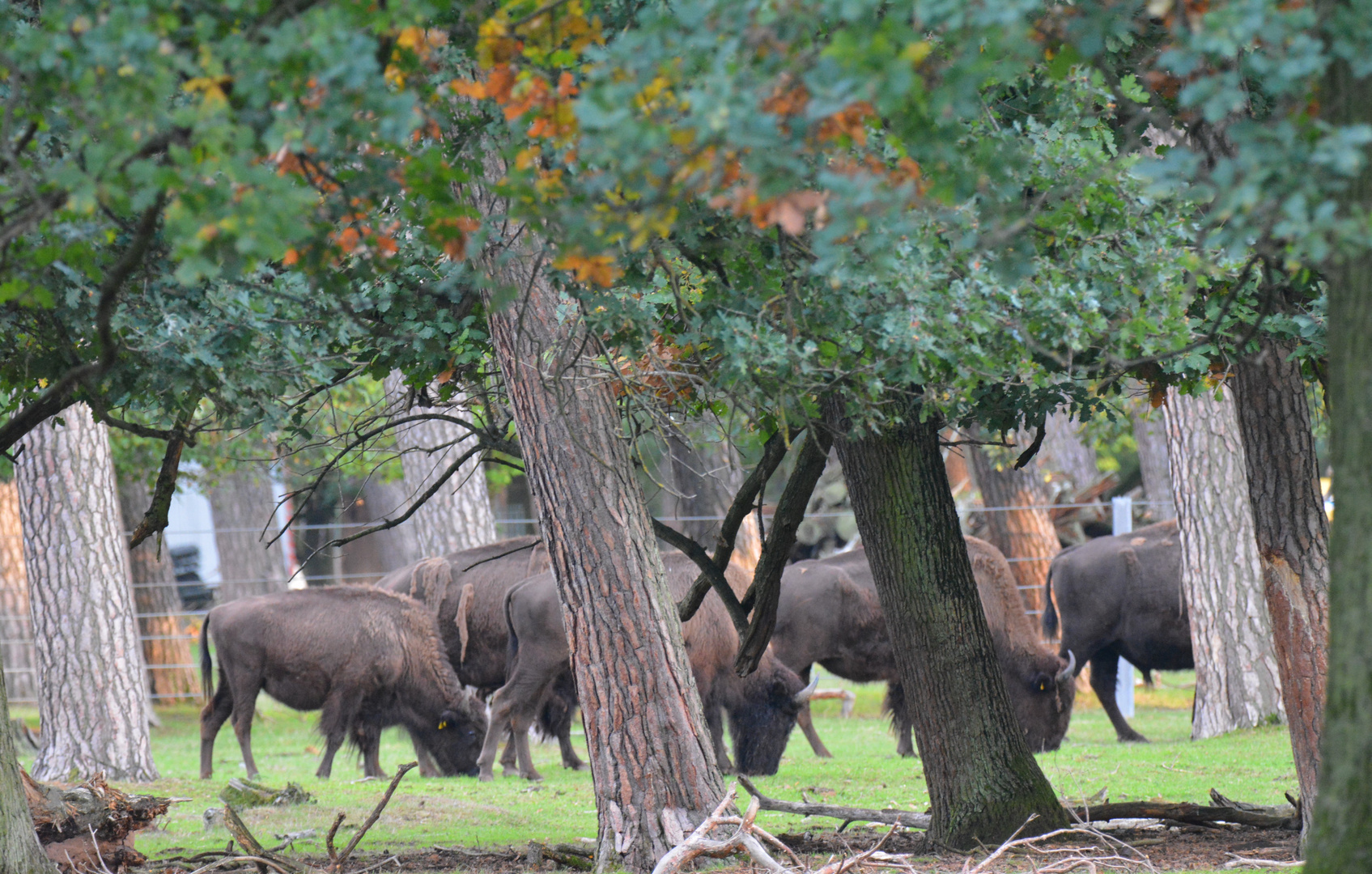 A herd of yak's grazing together