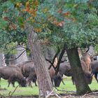 A herd of yak's grazing together