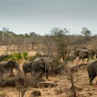 A Herd on the Move