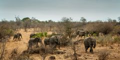 A Herd on the Move