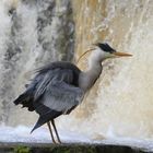 "A Heron"