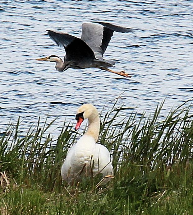 A heron in the sky and a swan brooding on her eggs