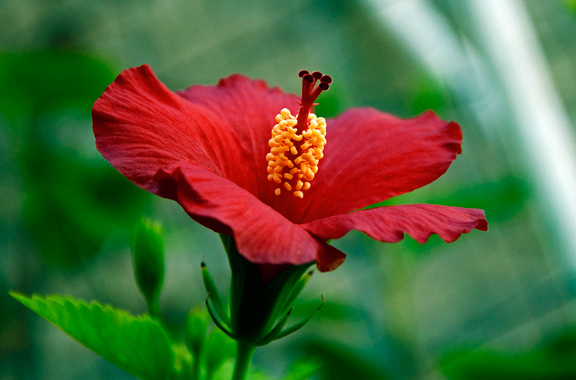 A Hibiscus in my Yard