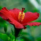 A Hibiscus in my Yard