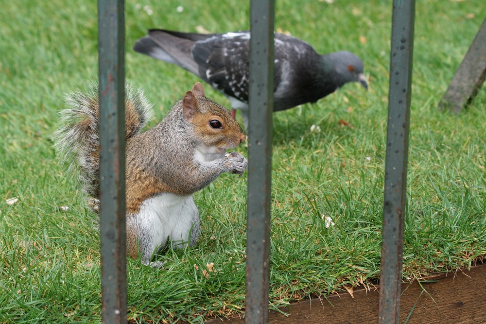 a hidepark squirrel