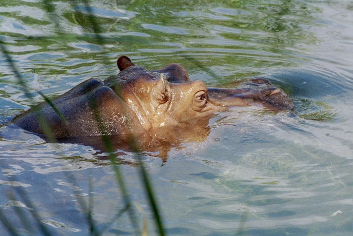 A hippo