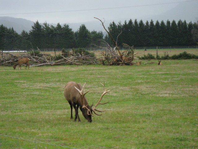 A Hirsch