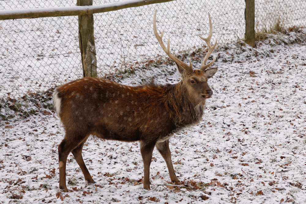 A Hirsch